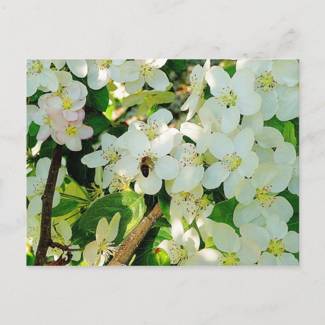 Postal Haciendo la miel (Anverso)