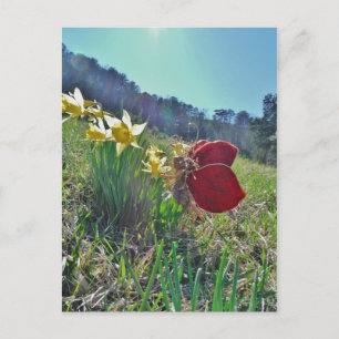 Postal hada de ala roja y daffodis