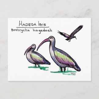 Postal Hadeda Ibis Postcard