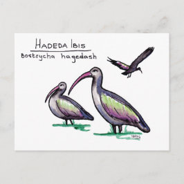 Postal Hadeda Ibis Postcard