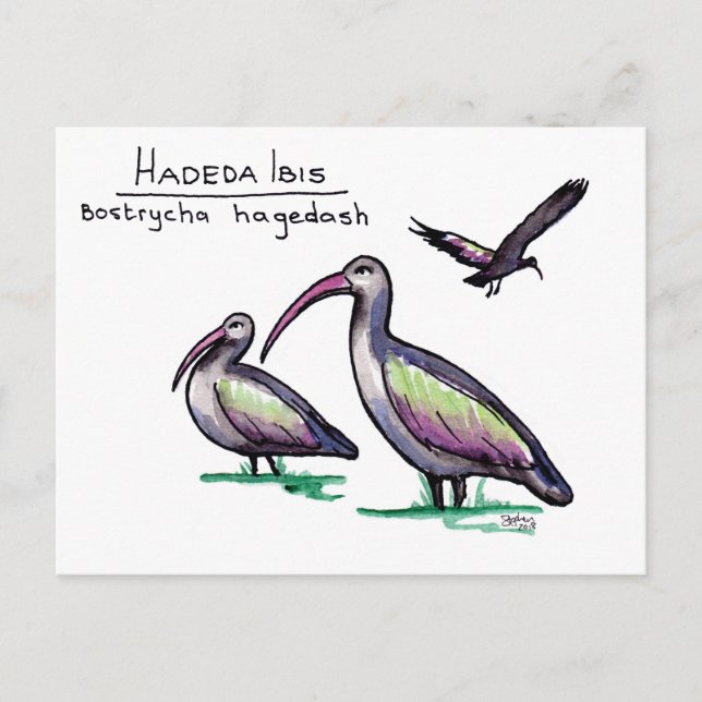 Postal Hadeda Ibis Postcard (Anverso)