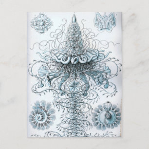 Postal Haeckel