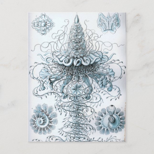 Postal Haeckel (Anverso)