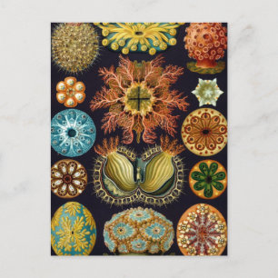 Postal Haeckel
