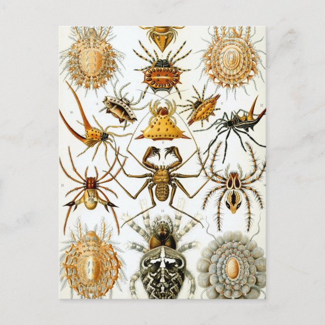 Postal Haeckel Arachnida (Anverso)