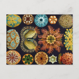 Postal Haeckel Ascidiae varios productos seleccionados