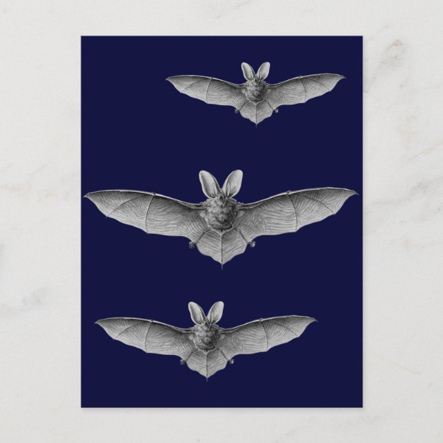 Postal Haeckel Bat (Anverso)