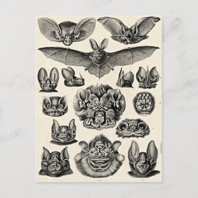 Postal Haeckel Chiroptera (Anverso)