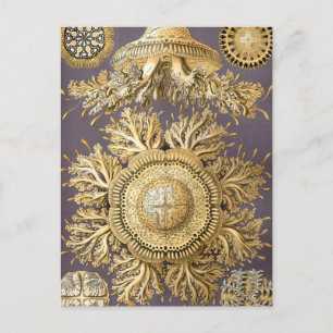Postal Haeckel Discomedusae