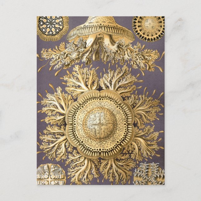 Postal Haeckel Discomedusae (Anverso)