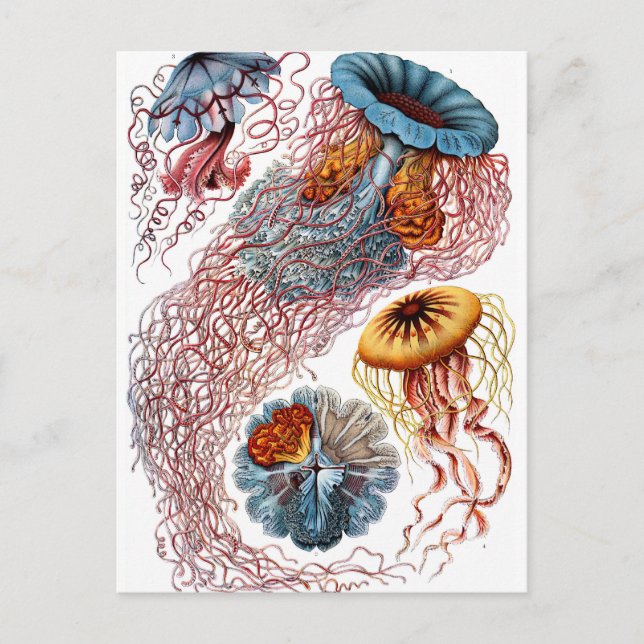Postal Haeckel Discomedusae (Anverso)