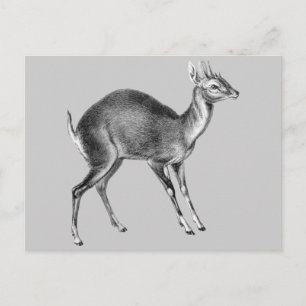 Postal Haeckel Four Horned Deer