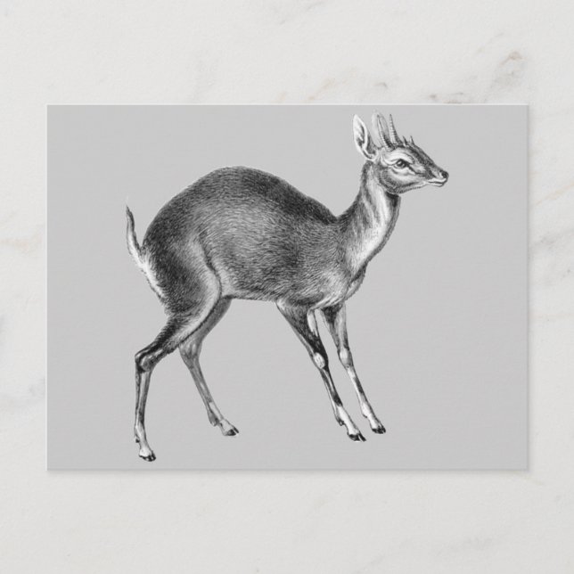 Postal Haeckel Four Horned Deer (Anverso)