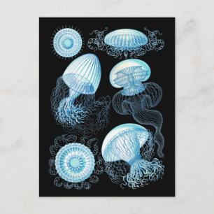 Postal Haeckel Jellyfish