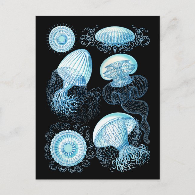 Postal Haeckel Jellyfish (Anverso)