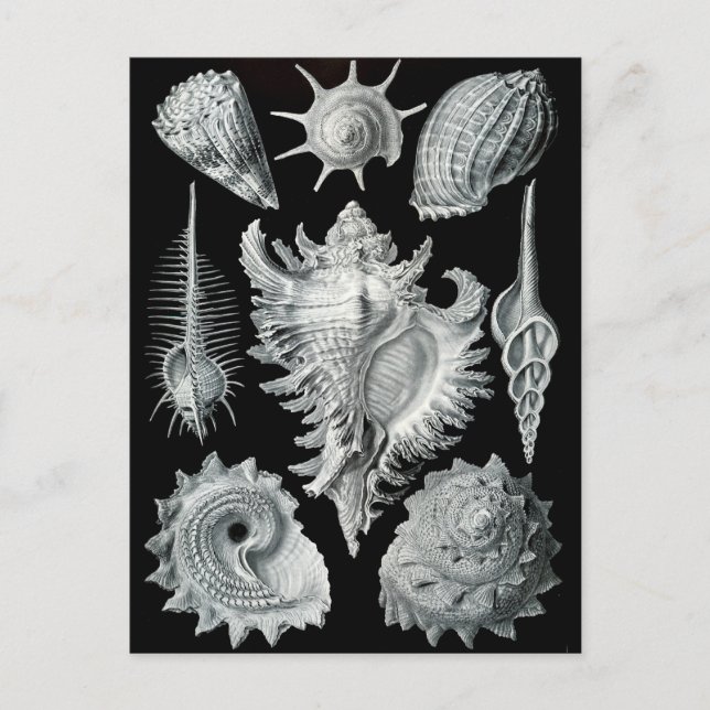 Postal Haeckel Negativo (Anverso)