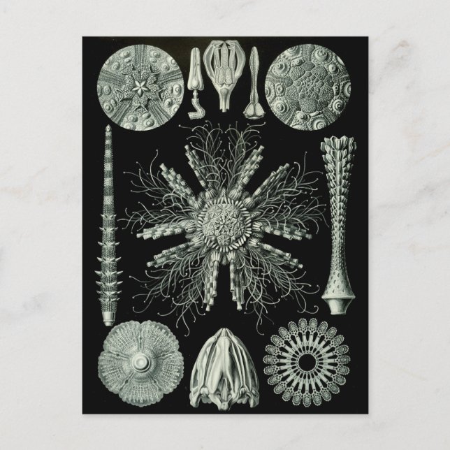 Postal Haeckel Negativo (Anverso)
