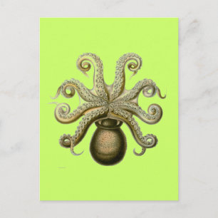 Postal Haeckel Octopus