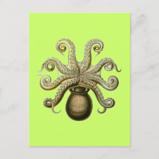 Postal Haeckel Octopus (Anverso)