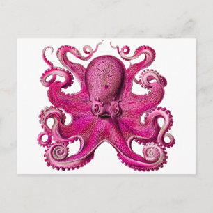 Postal Haeckel Octopus Pink