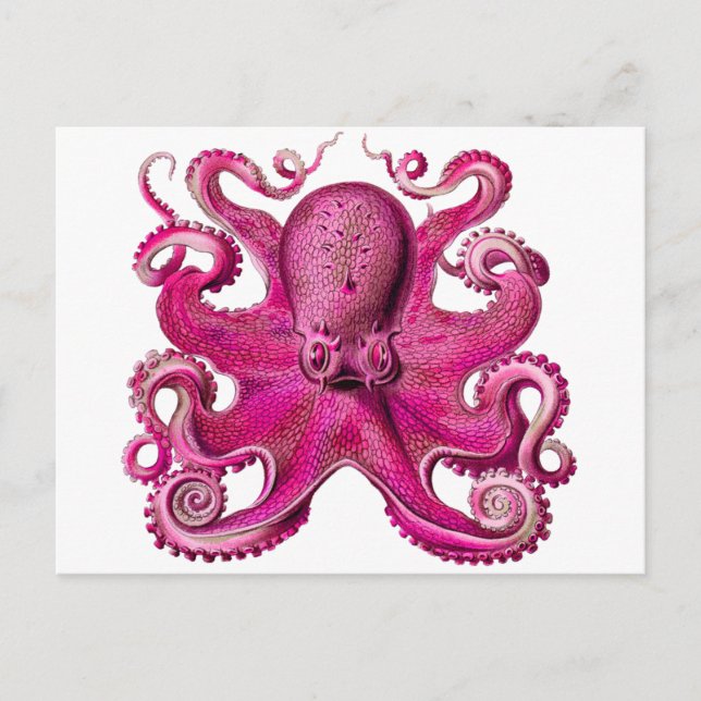 Postal Haeckel Octopus Pink (Anverso)