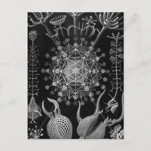Postal Haeckel Phaeodaria (Anverso)