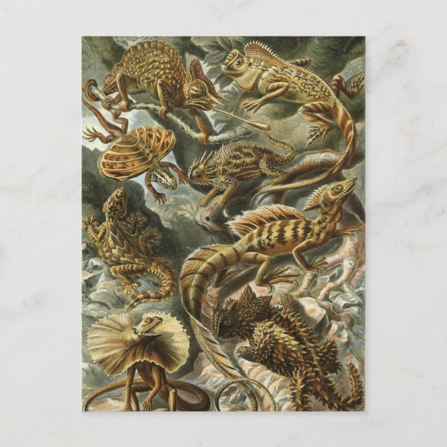 Postal Haeckel Reptiles (Anverso)