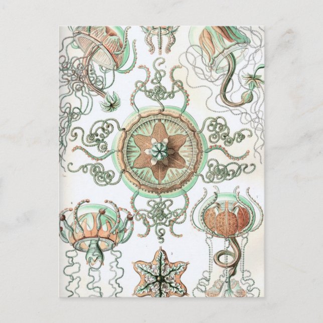 Postal Haeckel Trachomedusae (Anverso)