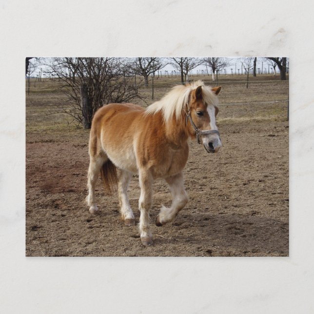 Postal Haflinger (Anverso)