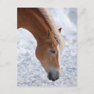 Postal Haflinger 1