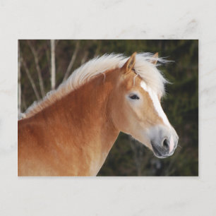 Postal Haflinger 2