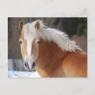 Postal Haflinger 3