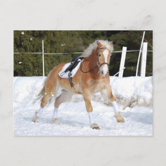 Postal Haflinger 4