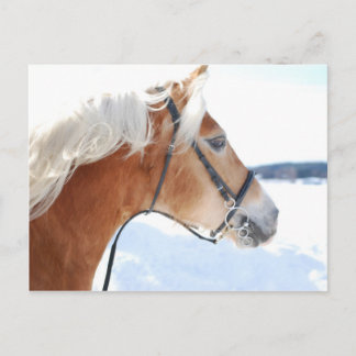 Postal Haflinger 5