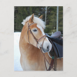 Postal Haflinger 8