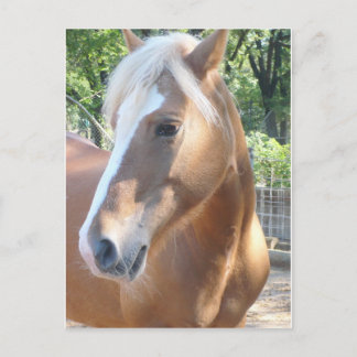 Postal Haflinger Horse