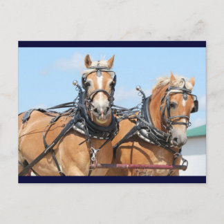 Postal Haflinger Horses