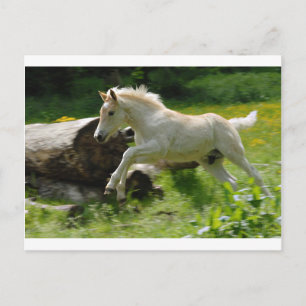 Postal Haflinger Pony