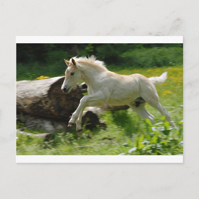 Postal Haflinger Pony (Anverso)