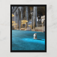 Hagia Sophia Cat