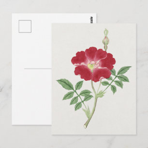 Postal Hai kai kuwa – Flor (ca. 1870–1880) 