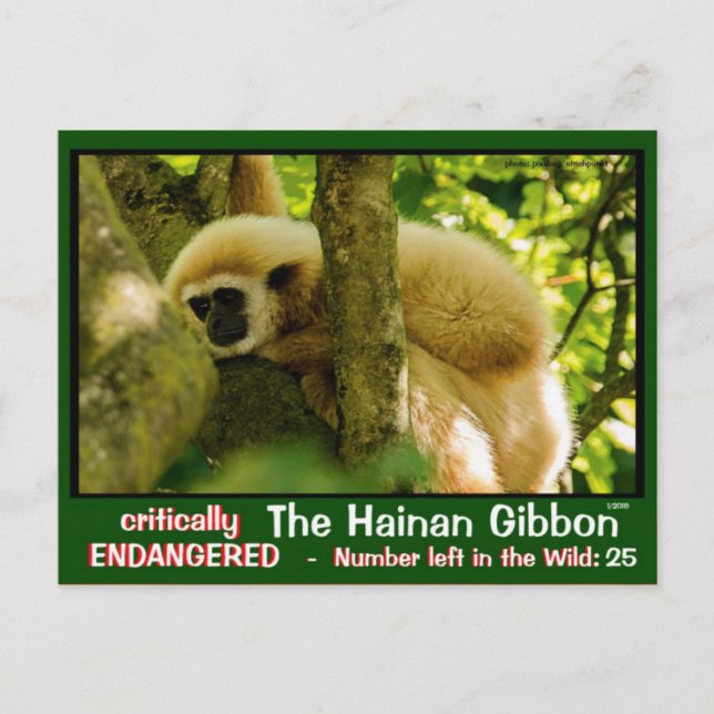Postal Hainan Gibbon está en peligro: < 25 a la izquierda (Anverso)