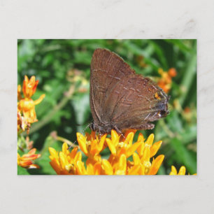 Postal Hairstret mariposa ~ postcard