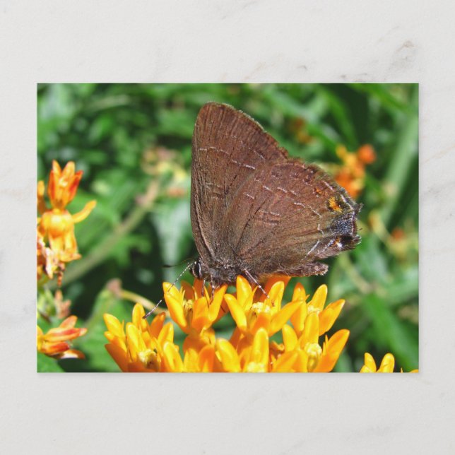 Postal Hairstret mariposa ~ postcard (Anverso)