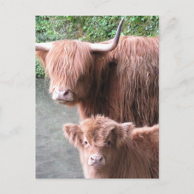 Postal Hairy Coos: Vaca bovina de montaña y ternera (Anverso)