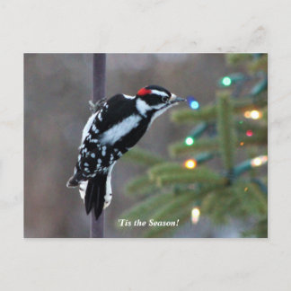 Postal Hairy Woodpecker a los Navidades