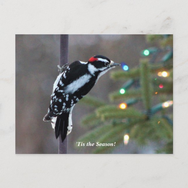 Postal Hairy Woodpecker a los Navidades (Anverso)