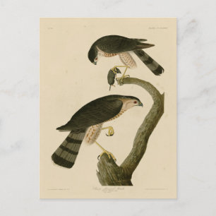 Postal Halcón afilado de los pájaros de América de Audubo