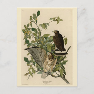 Postal Halcón de ala ancha de los pájaros de América de A