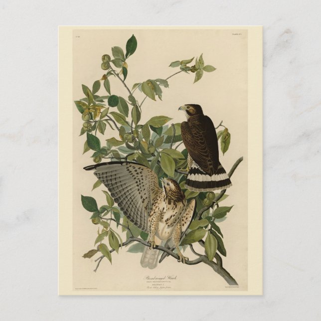 Postal Halcón de ala ancha de los pájaros de América de A (Anverso)